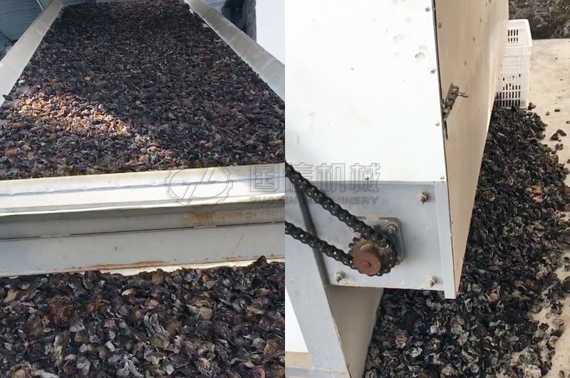 網(wǎng)帶式烘干機烘干黑木耳